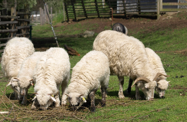 Stádo ovcí na Frýdlantsku napadli vlci, kraj odškodní majitelku zabitých zvířat